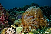 Acanthaster planci Etoile couronne epines-Binongky island Wall fish-3m-20180527-Denis-ADER-DSC_1224_tn